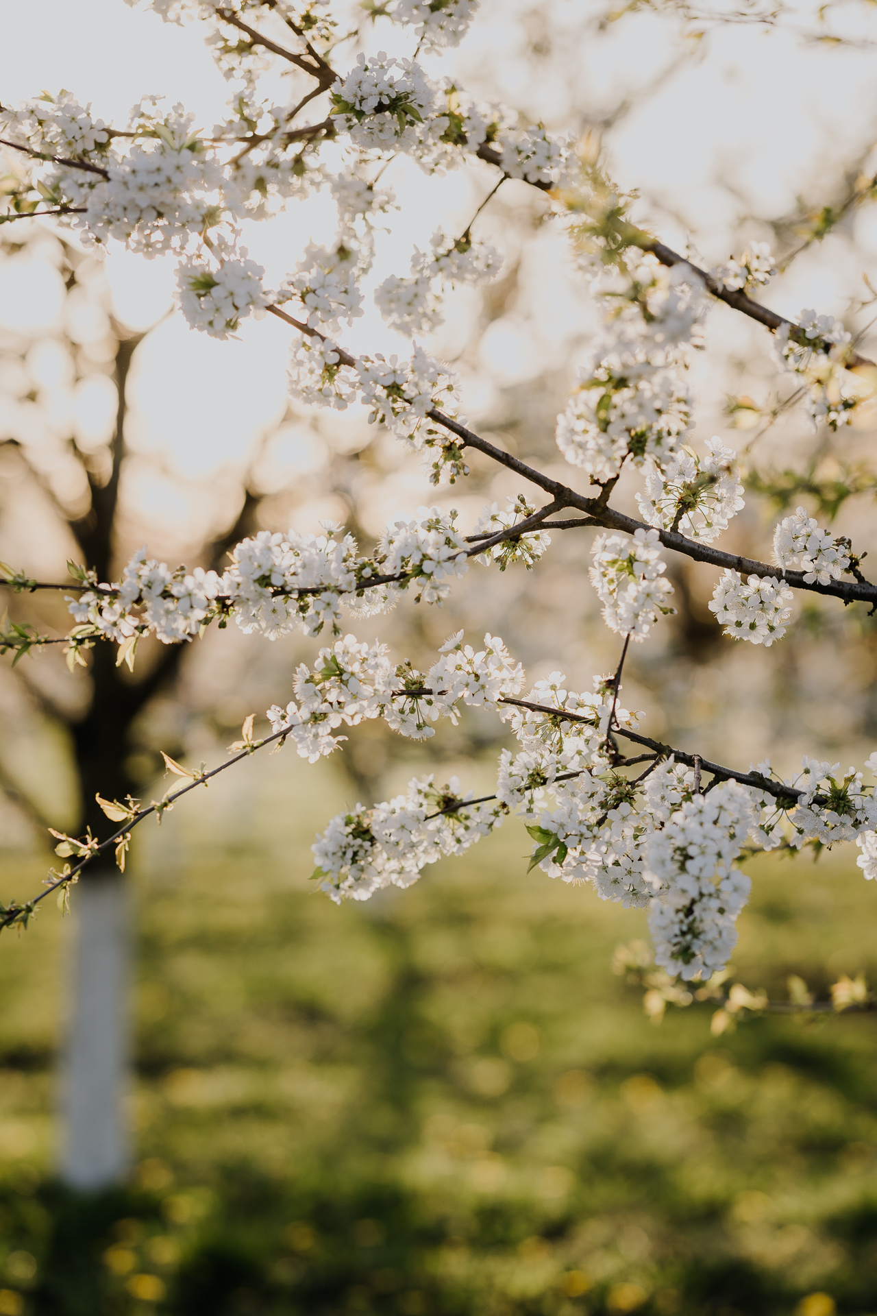 kwitnące jabłonie w sadzie pod Krakowem