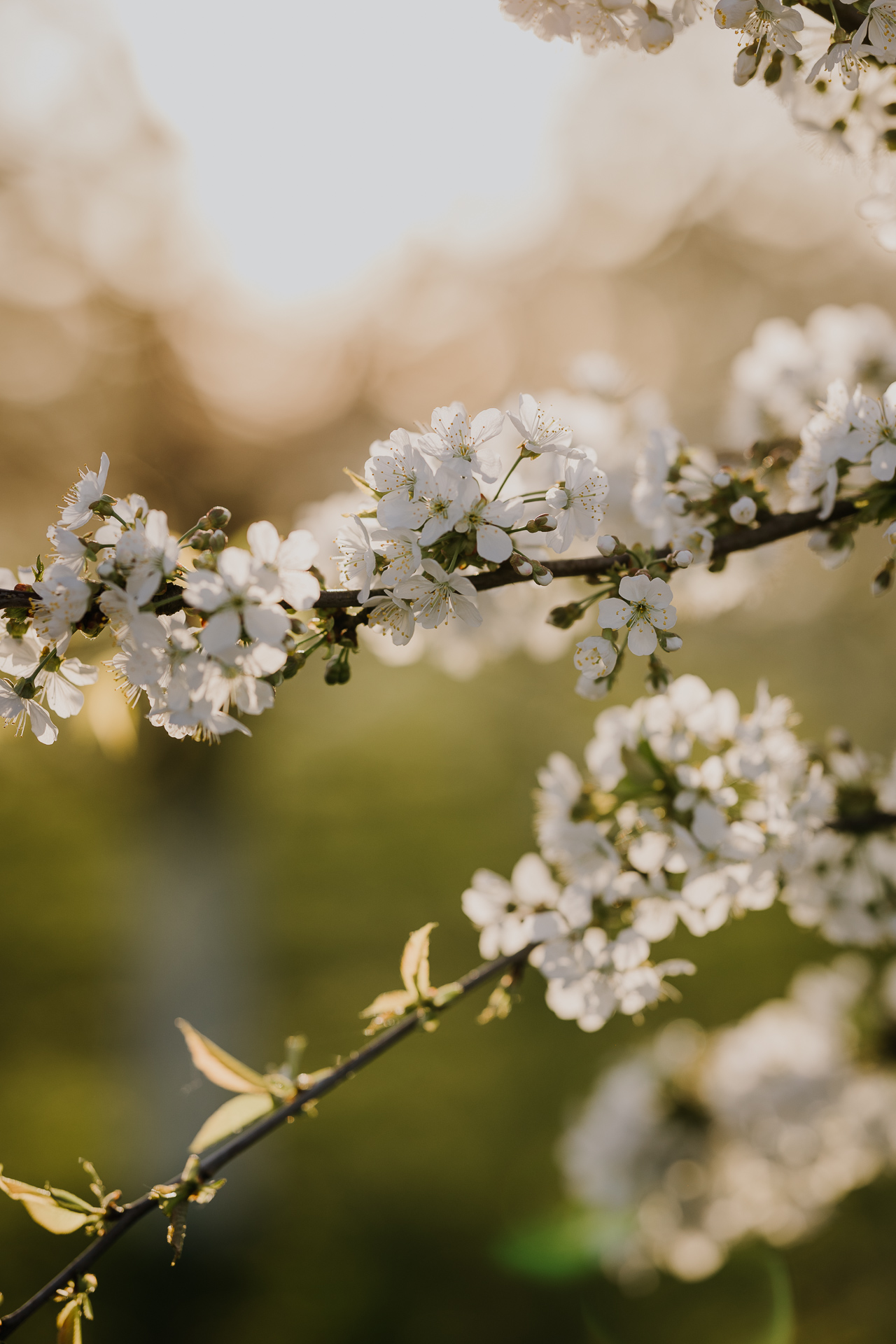 kwitnące jabłonie w sadzie pod Krakowem