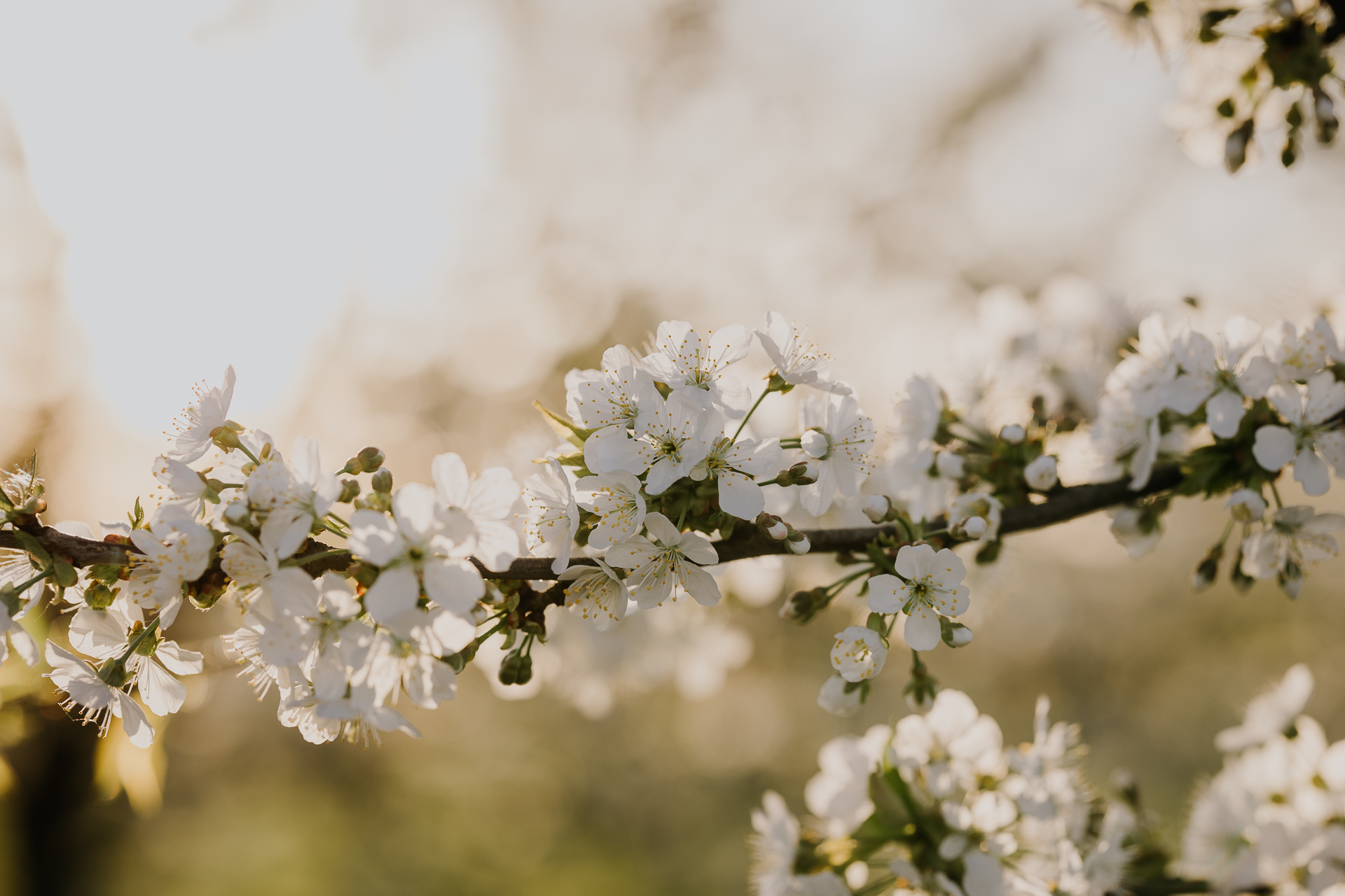 kwitnące jabłonie w sadzie pod Krakowem
