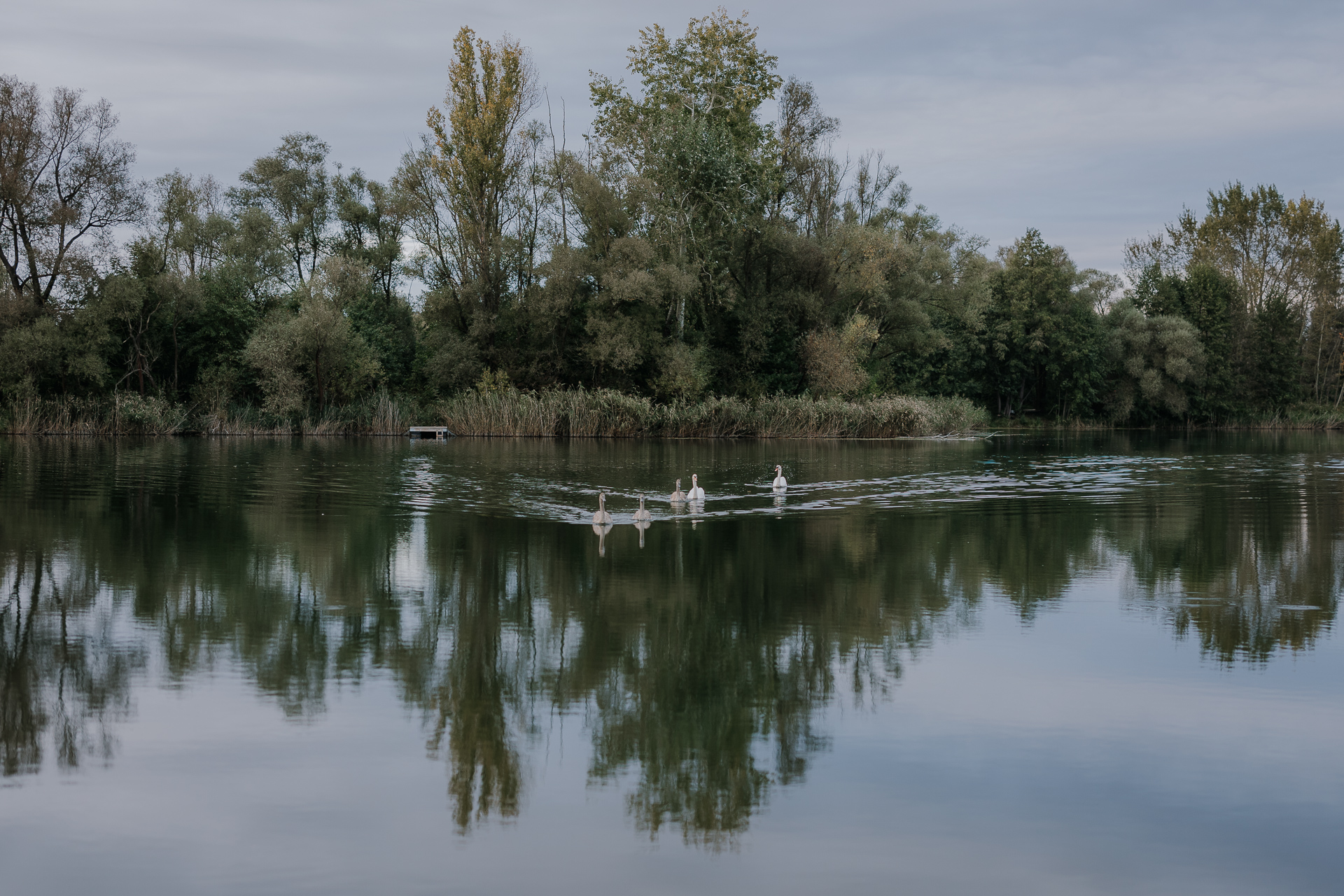 łabędzie w przylasku Rusieckim