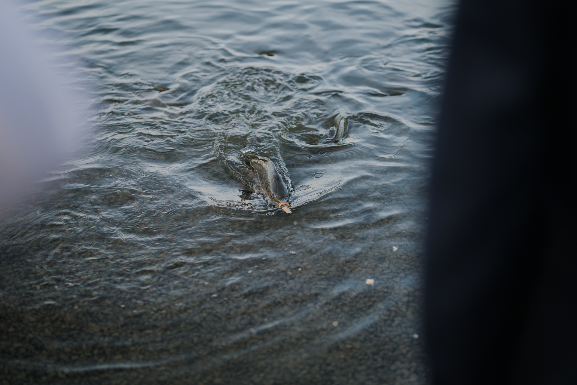 Ryba w Kuter Port Nieznanowice