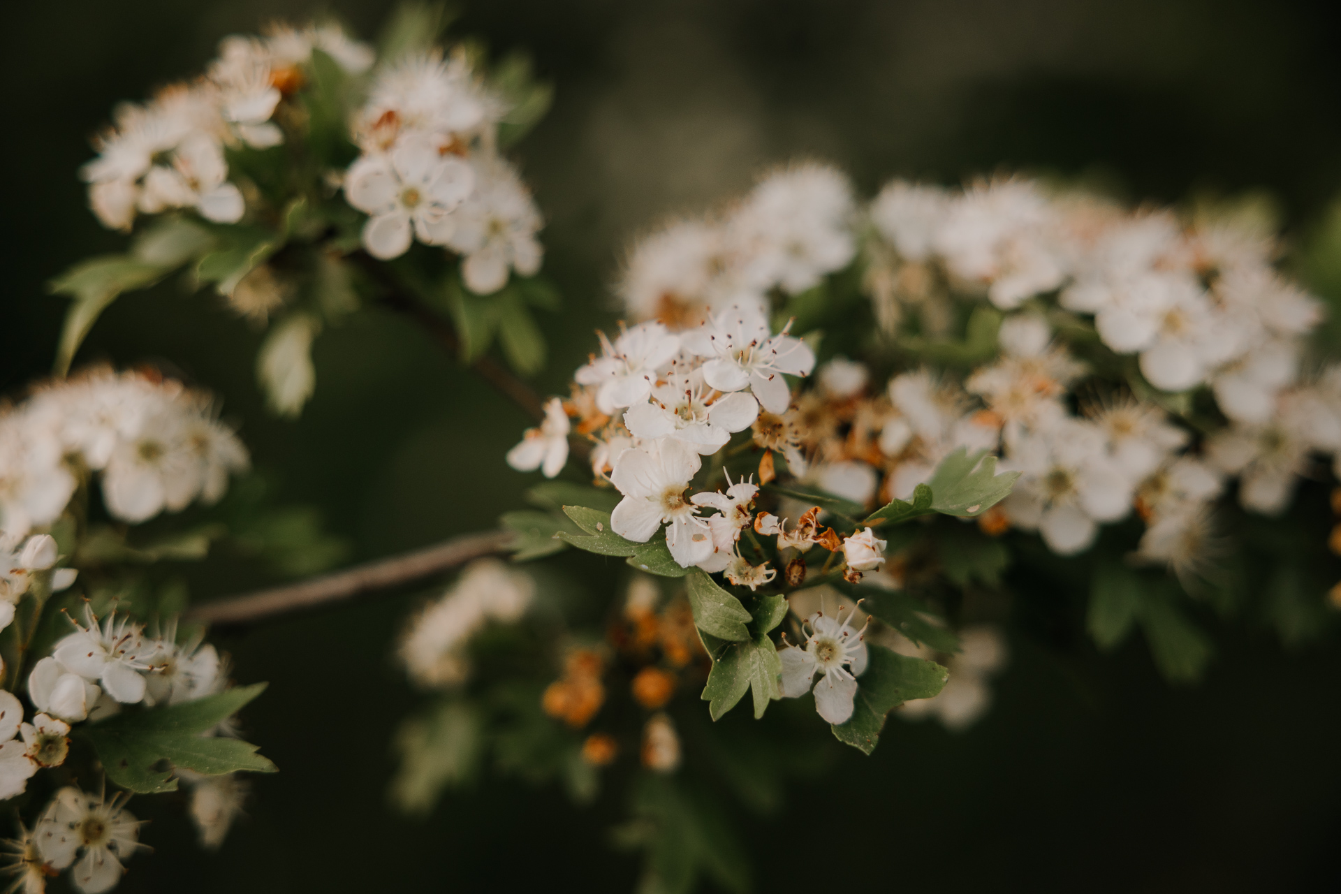 Zbliżenie na rozkwitnięte kwiatki na drzewach